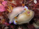 Hypselodoris bullocki