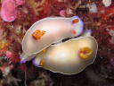 Hypselodoris bullocki