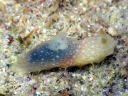 Gymnodoris okinawae