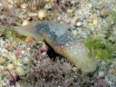 Gymnodoris okinawae