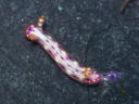 Hypselodoris maculosa