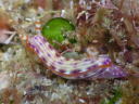 Hypselodoris maculosa