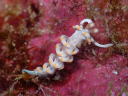 Flabellina bicolor