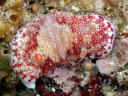 Goniobranchus reticulatus