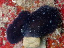 Dendrodoris nigra