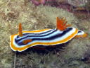 Chromodoris magnifica