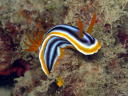 Chromodoris magnifica