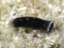 Chelidonura fulvipunctata