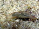 Gymnodoris sp. 8