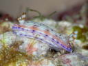 Hypselodoris bertschi