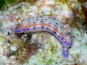 Hypselodoris bertschi