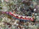 Hypselodoris maculosa