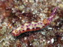 Hypselodoris maculosa