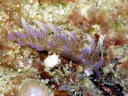 Phyllodesmium macphersonae