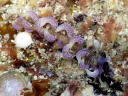 Phyllodesmium macphersonae