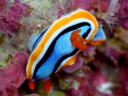 Chromodoris annae