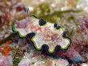 Glossodoris cincta