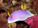 Hypselodoris apolegma