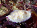 Goniobranchus rufomaculata