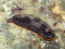 Chromodoris lineolata