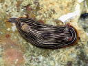 Chromodoris lineolata