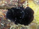 Dendrodoris nigra