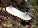 Goniobranchus fabulus