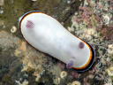 Goniobranchus fabulus