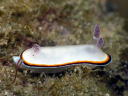 Goniobranchus fabulus