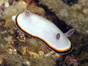 Chromodoris preciosa