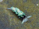 Costasiella sp. aff. iridophra