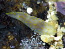 Gymnodoris sp. 3