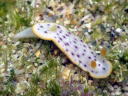 Chromodoris aspersa