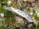 Chromodoris aspersa