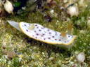 Chromodoris aspersa