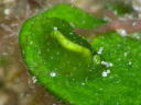 Elysiella pusilla