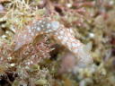 Gymnodoris sp. 10