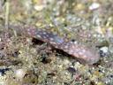 Gymnodoris sp. 10