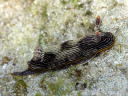 Chromodoris lineolata