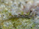 Herviella affinis