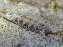 Plakobranchus ocellatus