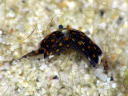 Chelidonura fulvipunctata