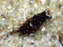 Chelidonura fulvipunctata