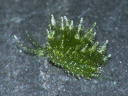 Ercolania subviridis