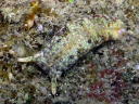 Plakobranchus ocellatus