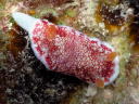 Goniobranchus reticulatus