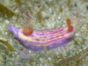 Hypselodoris whitei