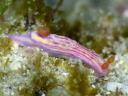 Hypselodoris whitei