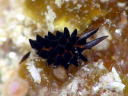 Placida cremoniana