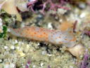 Gymnodoris alba